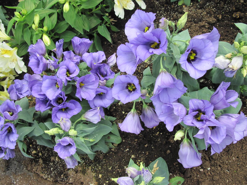 Purple Lily Flowers — Calm, Spring