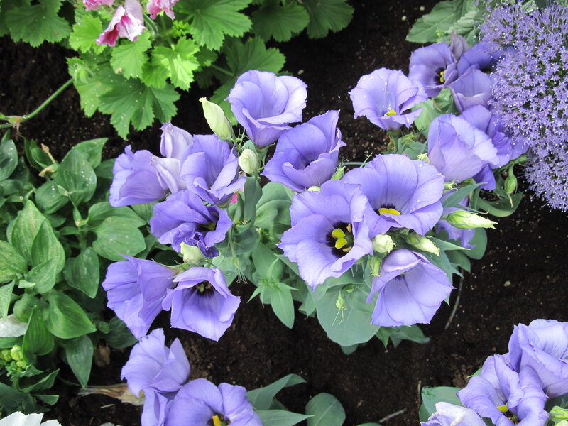 Purple Lily Flowers — Calm