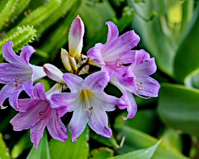 Purple Lily Flowers — Serene, Morning