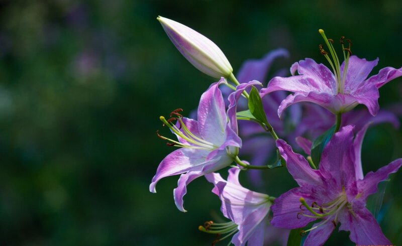 Purple Lily Flowers — Serene