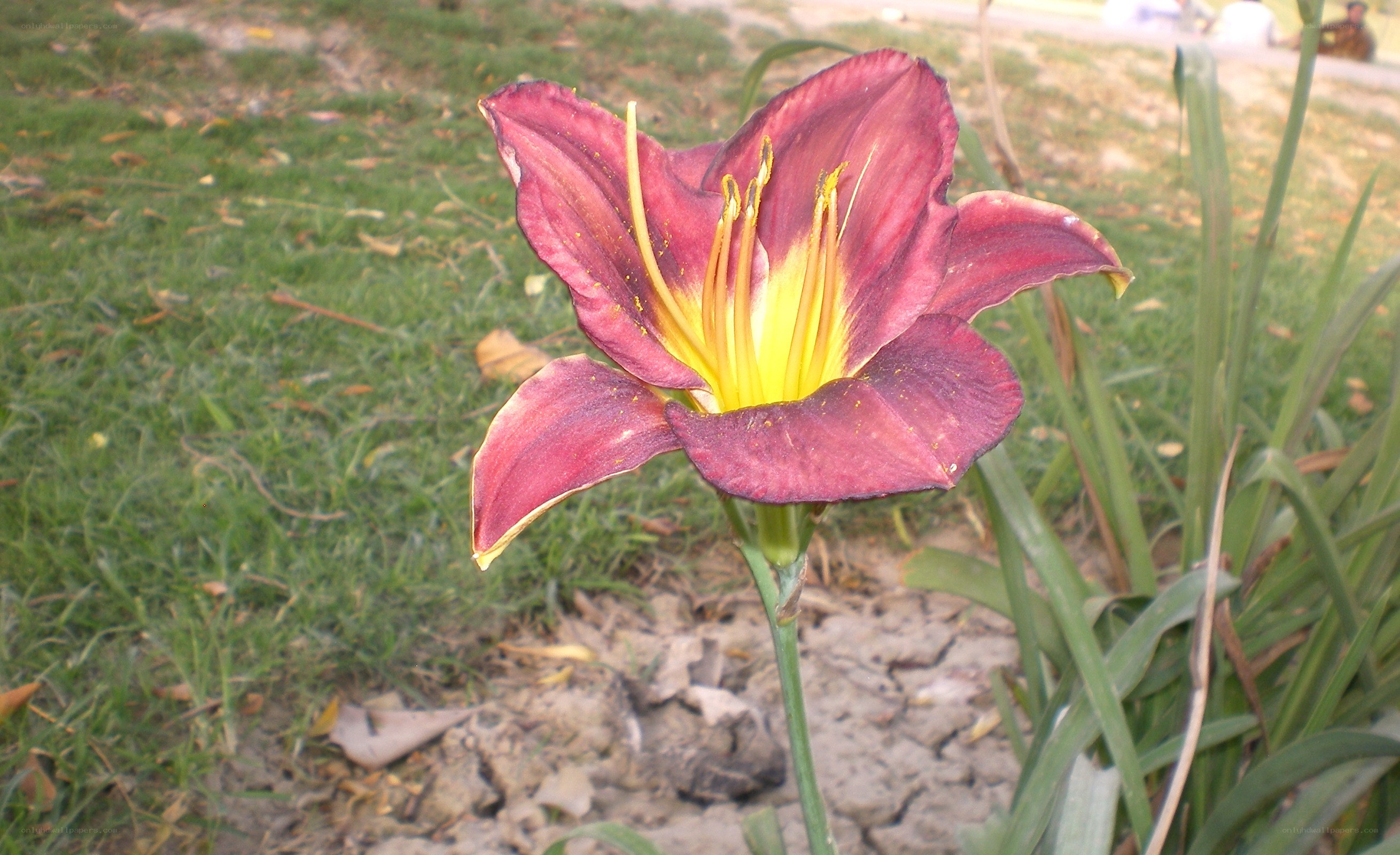 purple lily in a garden