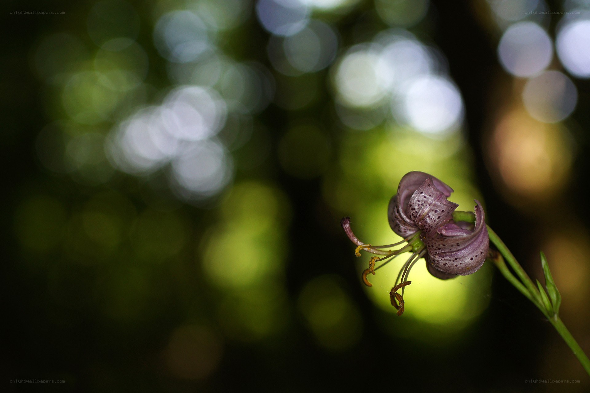 Purple lily in forest light