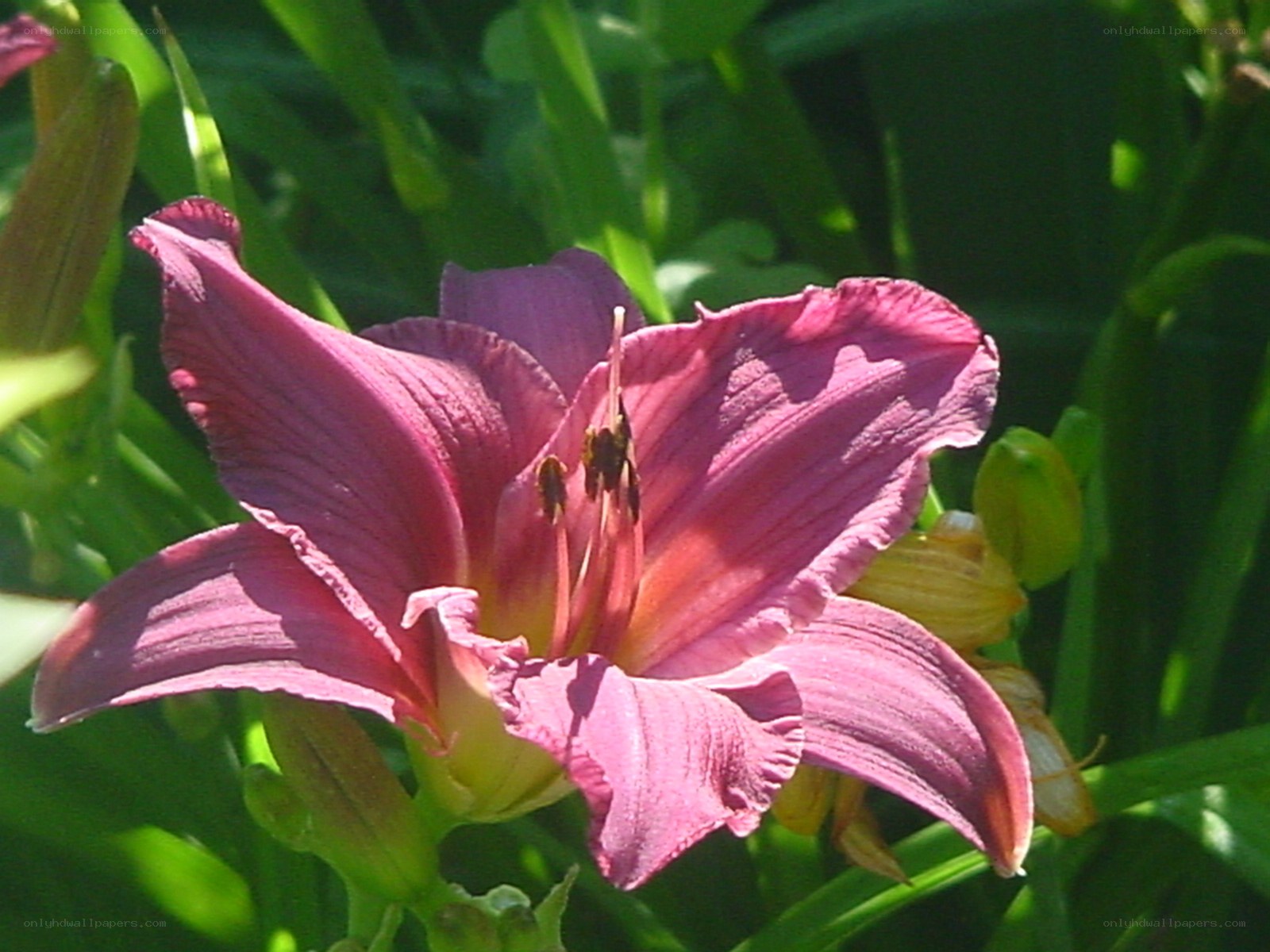 purple lily in sunlight