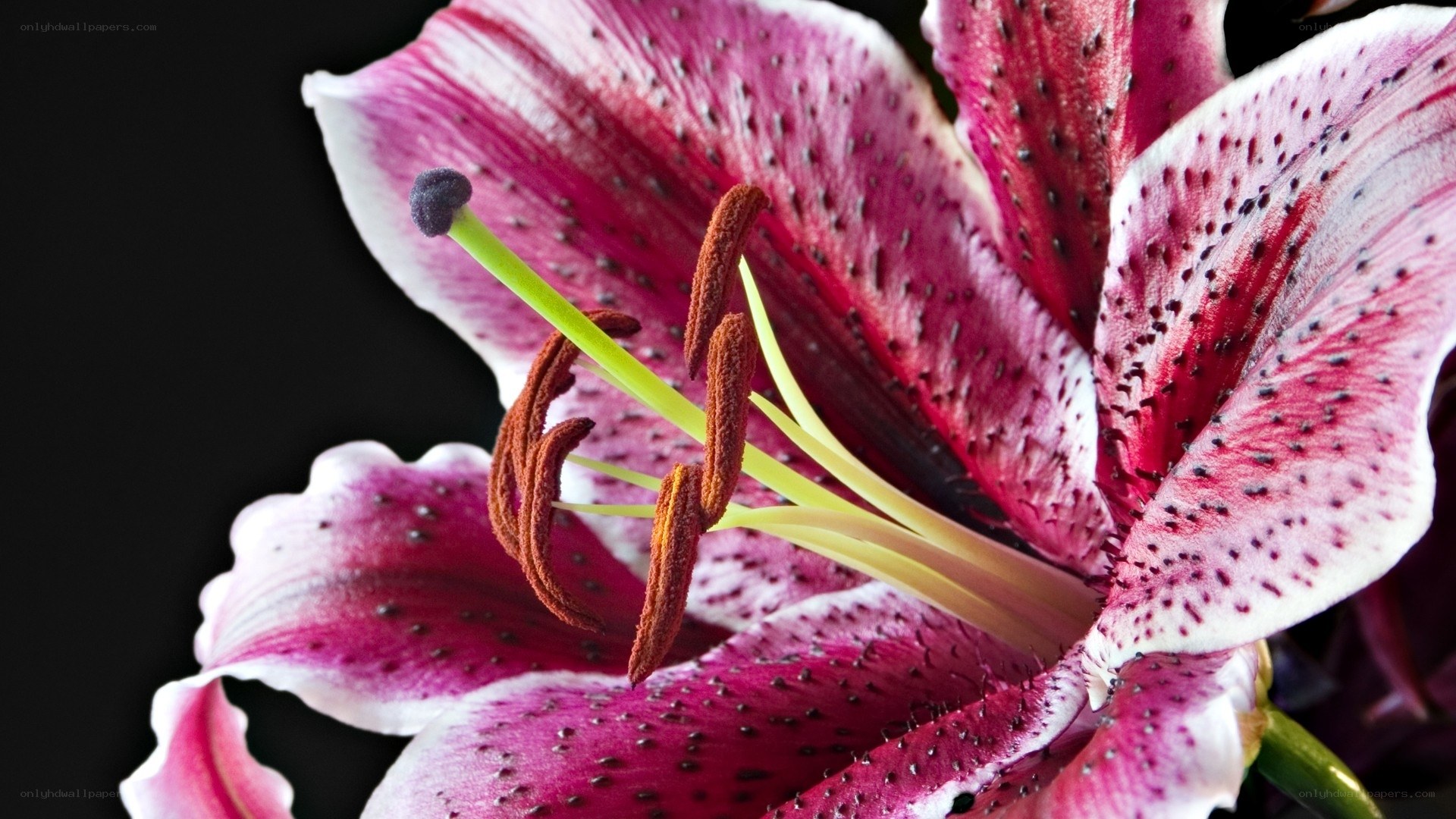 purple lily with spotted petals