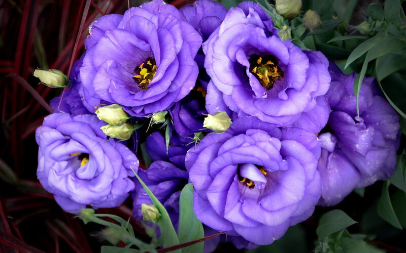 Purple Lisianthus Flowers — Calm, Photograph