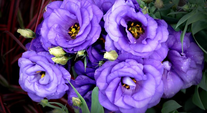 Purple Lisianthus Flowers — Calm