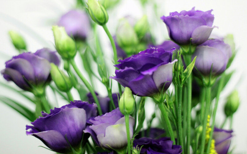 Purple Lisianthus Flowers