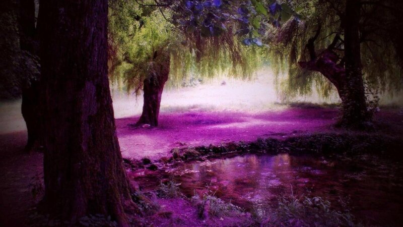 Purple-lit Forest Path — Purple