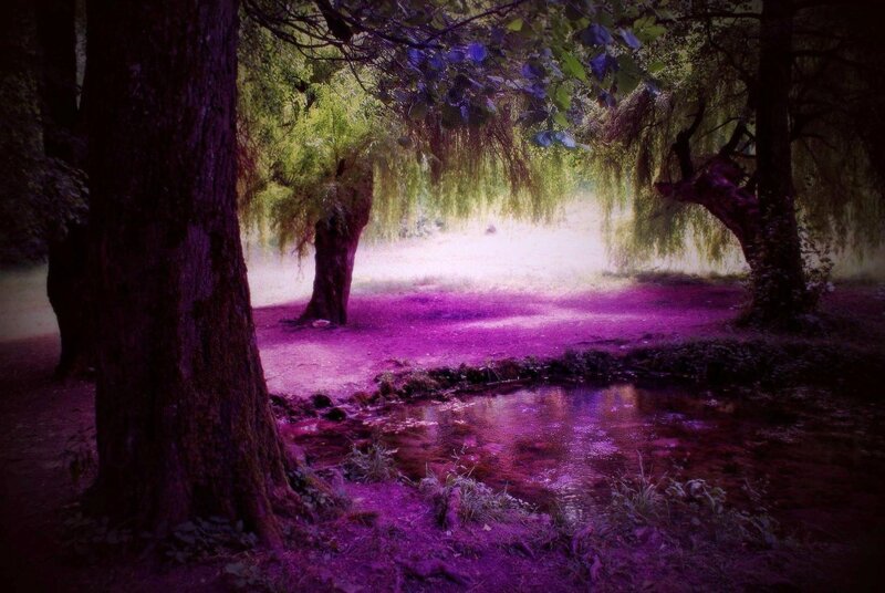 Purple-lit Forest Path