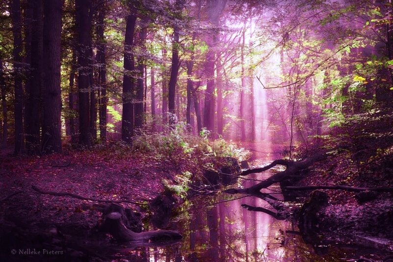 Purple-lit Forest Stream