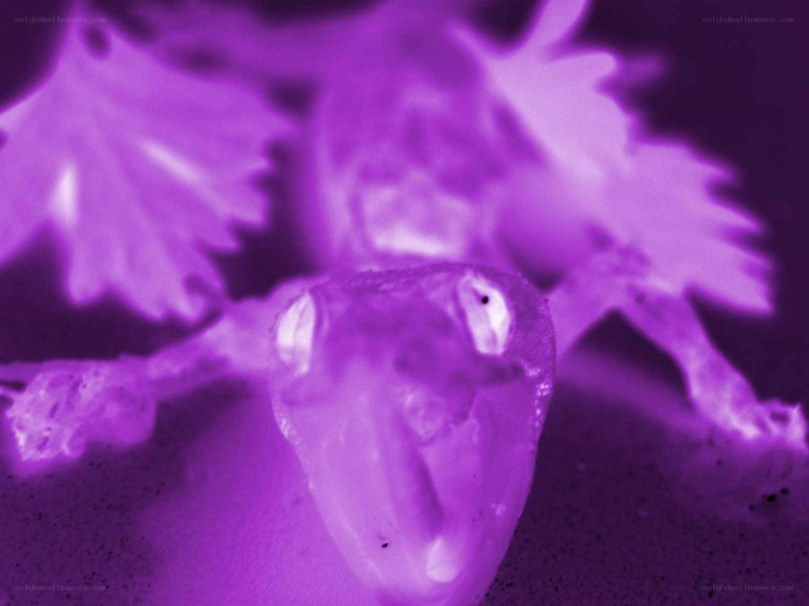 purple-lit frog under UV light