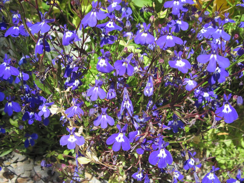 Purple Lobelia Flowers — Blue, Bright