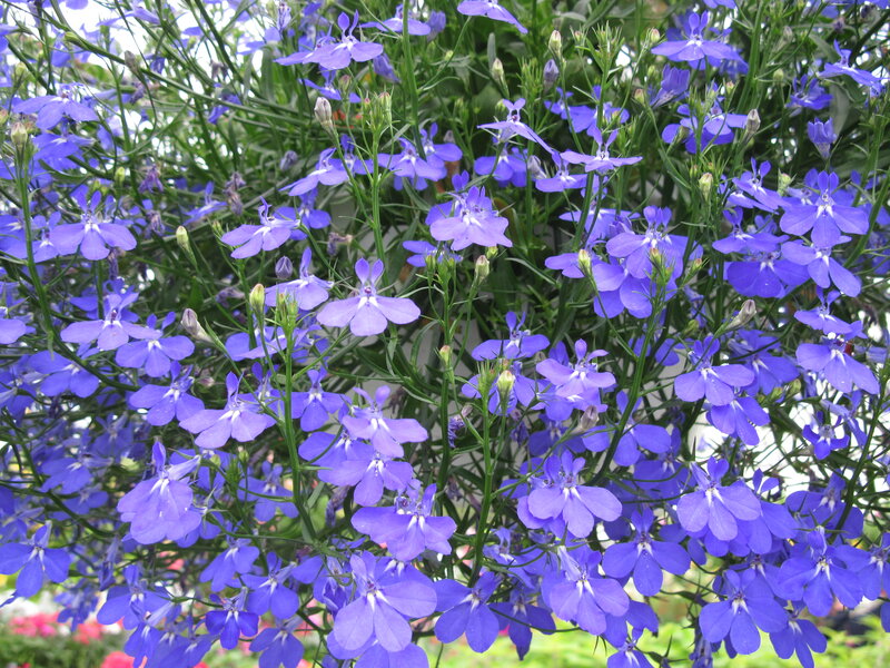 Purple Lobelia Flowers — Blue, Calm
