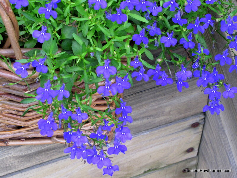Purple Lobelia Flowers — Blue