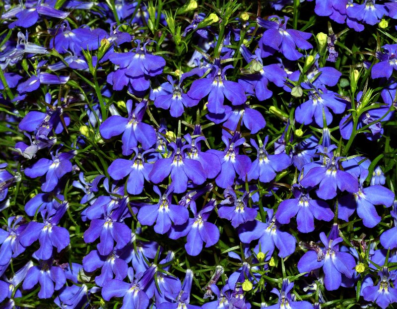 Purple Lobelia Flowers — Blue, Vibrant