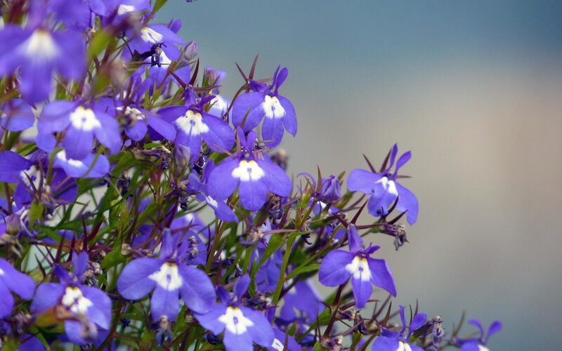Purple Lobelia Flowers — Calm, Photograph