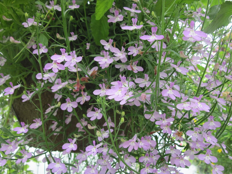 Purple Lobelia Flowers — Calm
