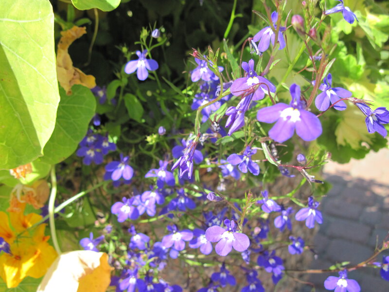 Purple Lobelia Flowers — Serene