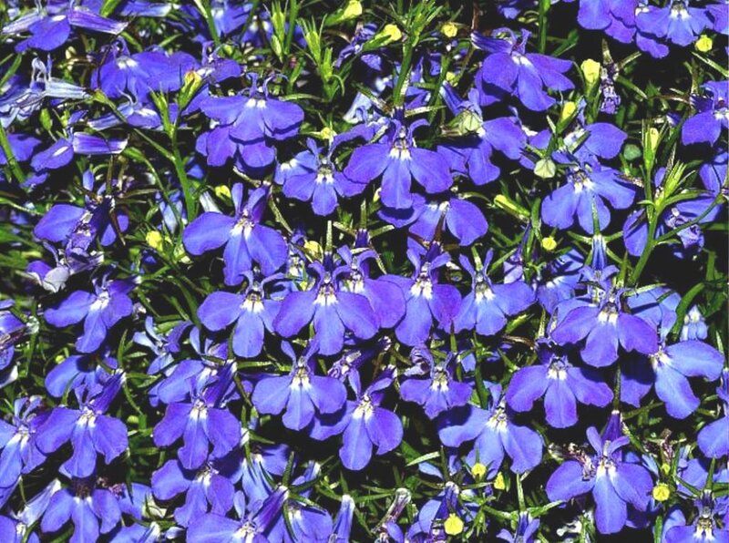 Purple Lobelia Flowers