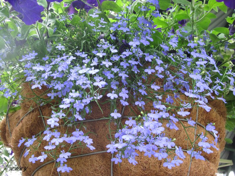 Purple Lobelia in Hanging Basket