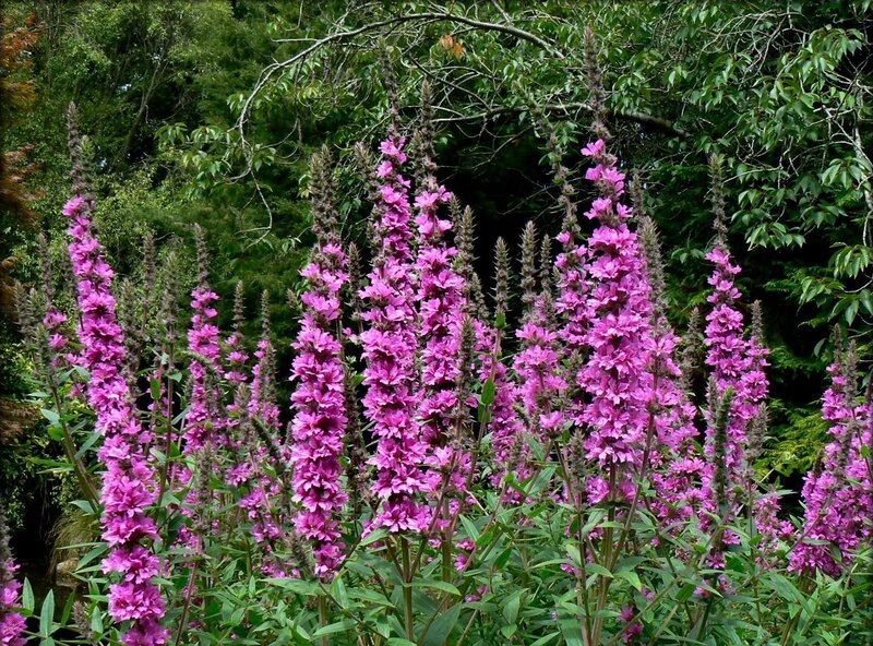 Purple Loosestrife Flowers — Natural