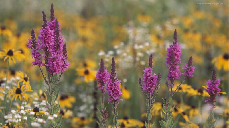 Purple Loosestrife Flowers — Serene, Summer