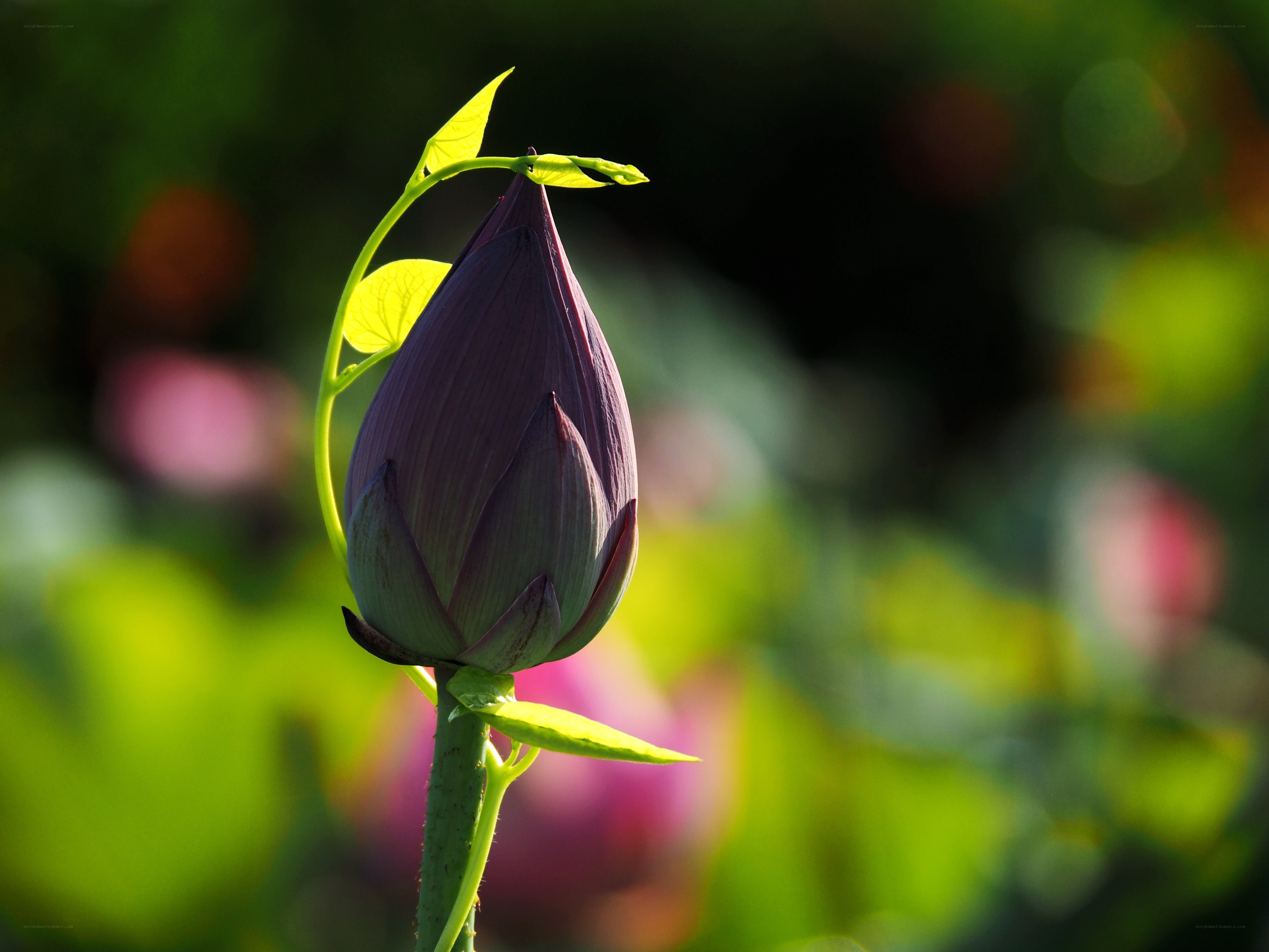 Purple lotus bud in sunlight