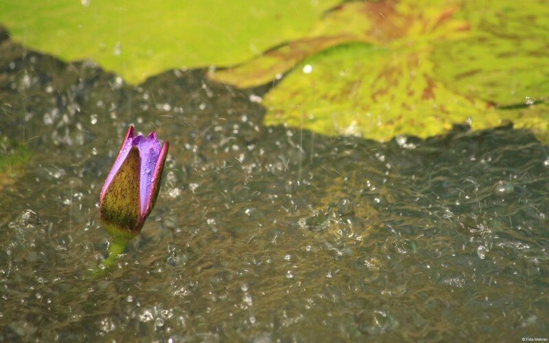Purple Lotus Bud