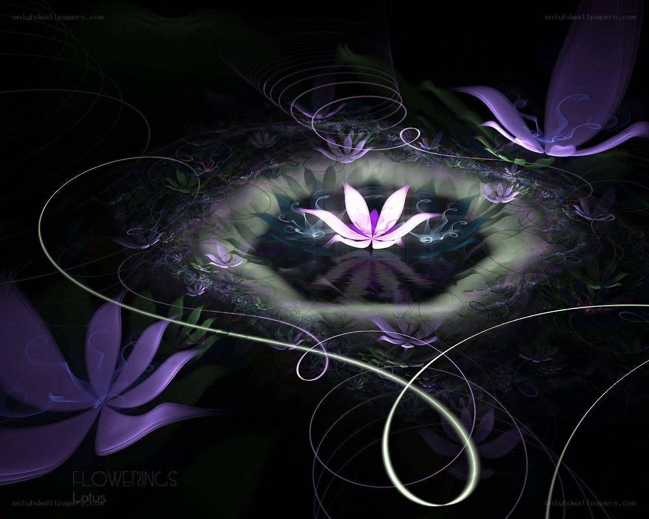 Purple Lotus Flower Art