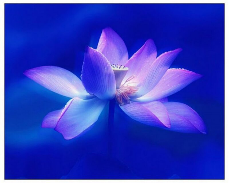 Purple Lotus Flower — Blue