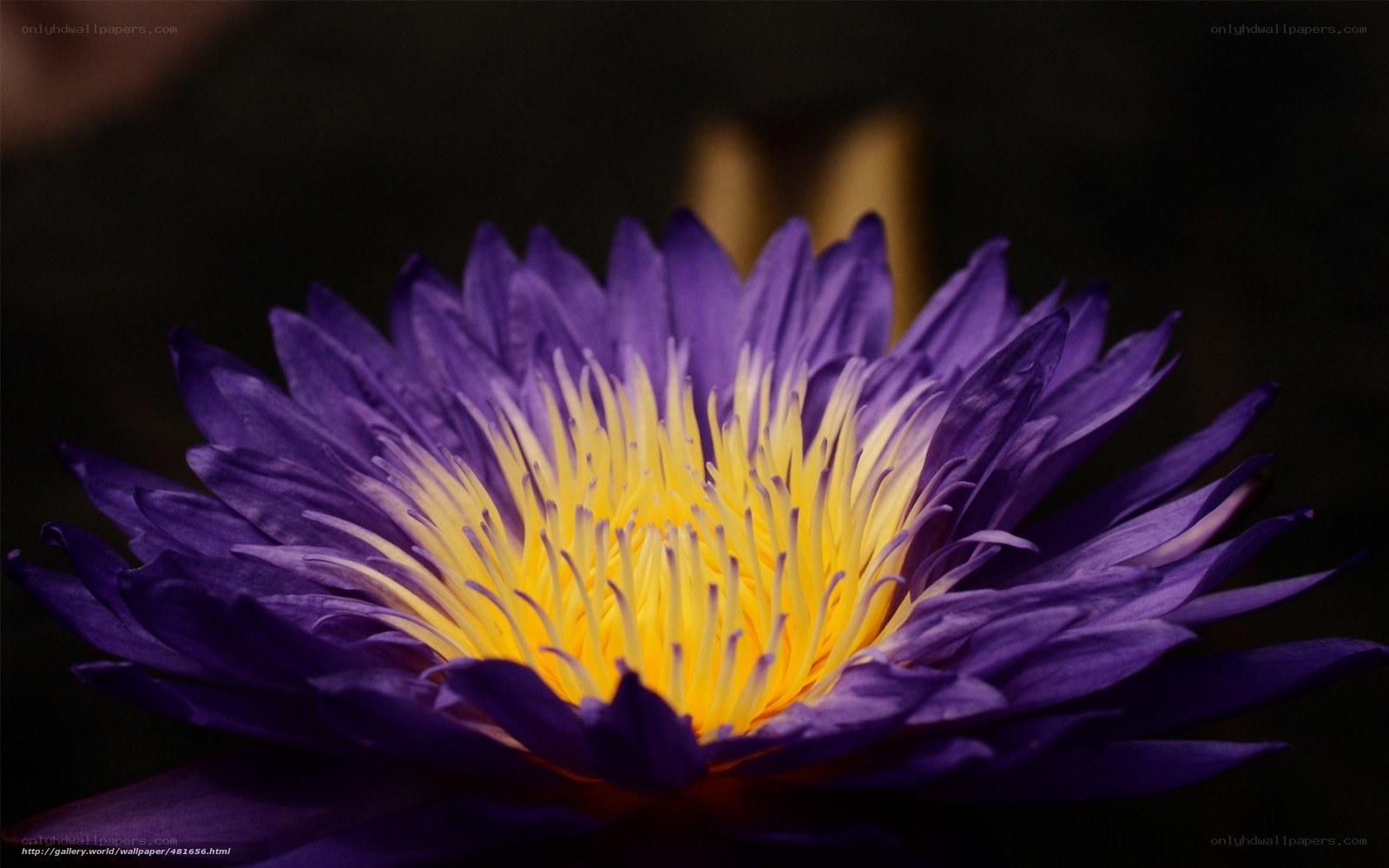 Purple lotus flower close-up