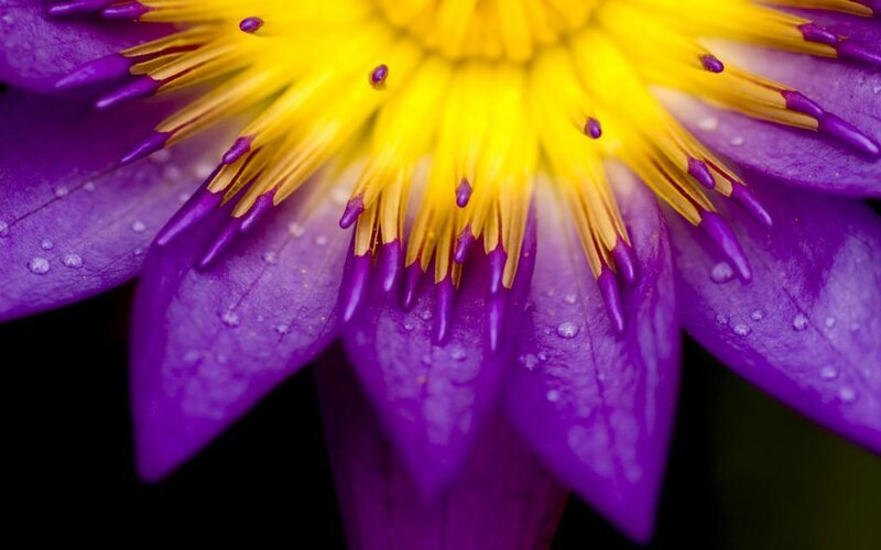 purple lotus flower close-up