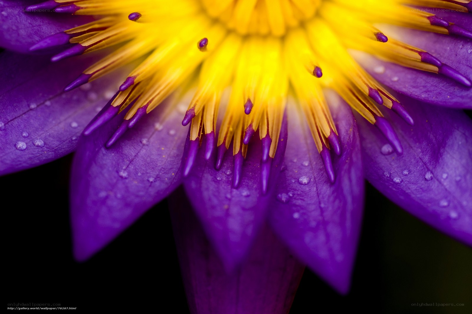 Purple lotus flower close-up