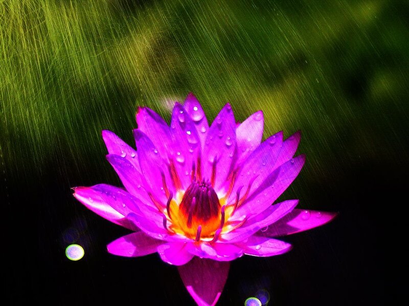 Purple Lotus Flower — Dramatic, Night