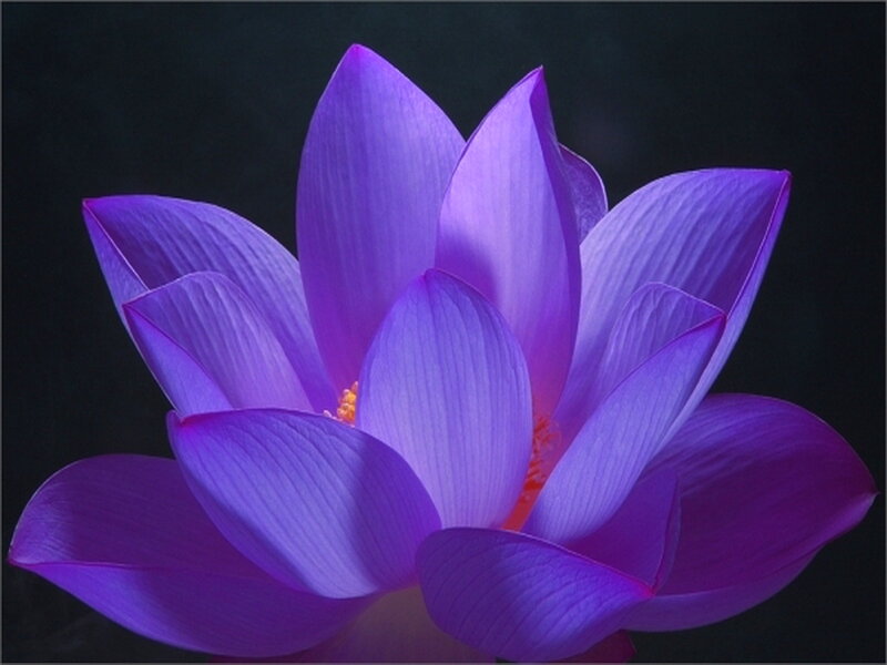 Purple Lotus Flower — Dramatic, Photograph, Petals, Center