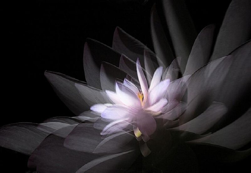 Purple Lotus Flower — Dramatic, Photograph, Petals