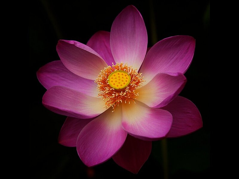 Purple Lotus Flower — Dramatic, Photograph