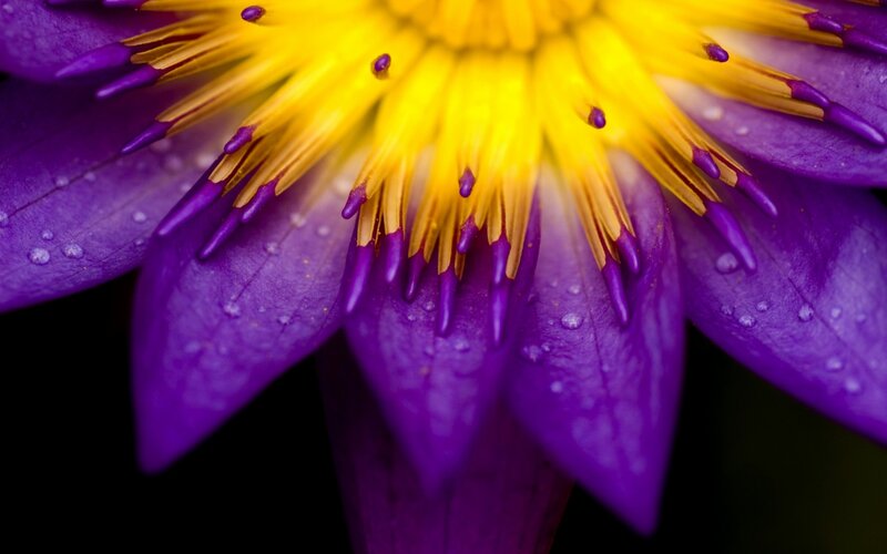 Purple Lotus Flower — Dramatic, Photograph, Yellow Center, Petals