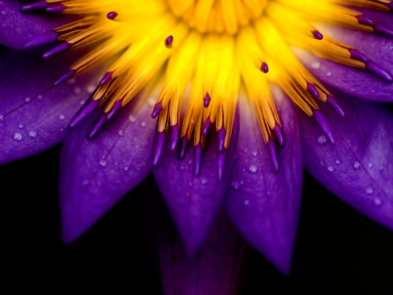 Purple Lotus Flower — Dramatic, Photograph, Yellow Center