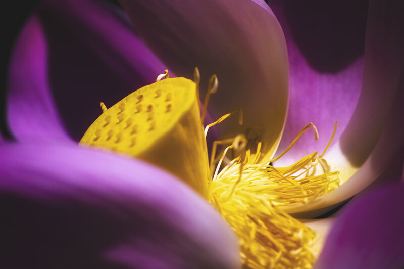 Purple Lotus Flower — Dramatic, Photograph, Yellow Stamen