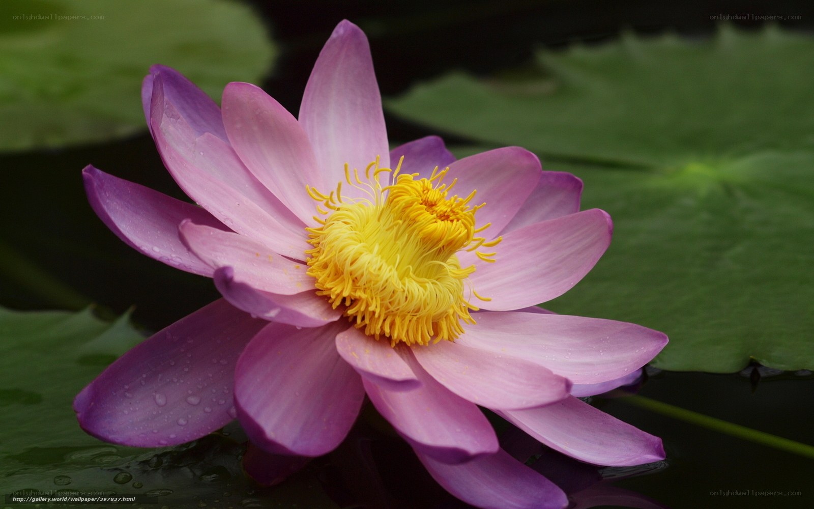 Purple lotus flower in pond