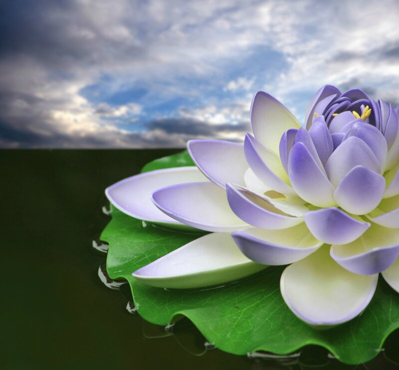 Purple Lotus Flower — Serene, Afternoon, Photograph, Lotus Leaf