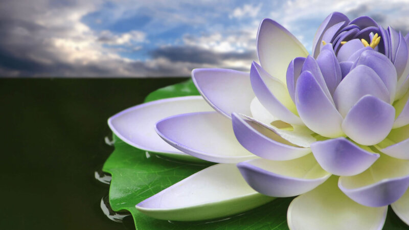 Purple Lotus Flower — Serene, Afternoon, Photograph