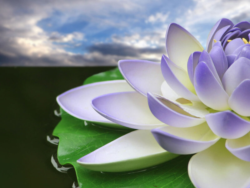 Purple Lotus Flower — Serene, Afternoon