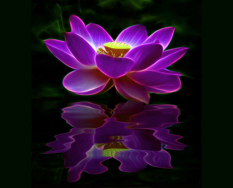 Purple Lotus Flower — Serene, Night, Digital Art, Reflection