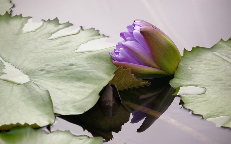 Purple Lotus Flower — Serene, Photograph, Lily Pad
