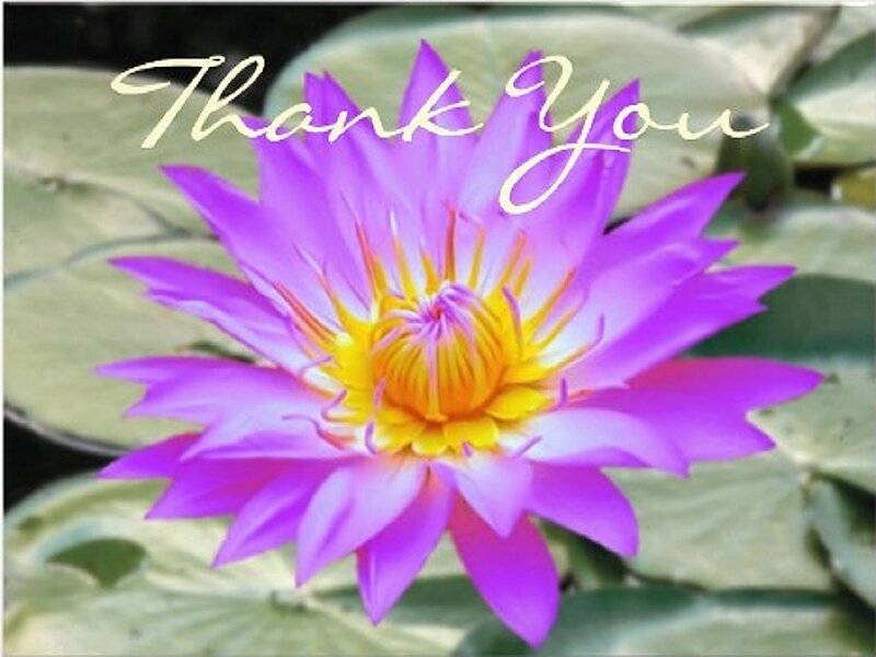 Purple Lotus Flower — Serene, Photograph, Lily Pads