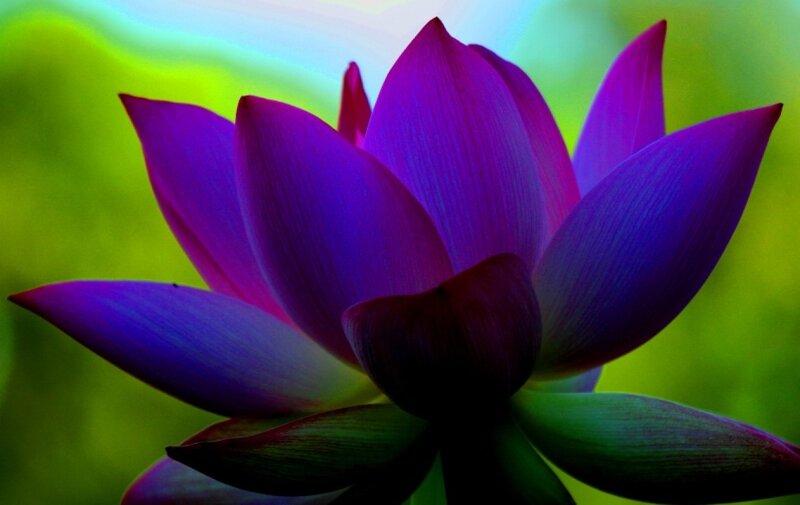 Purple Lotus Flower — Serene, Photograph, Petals, Green Background