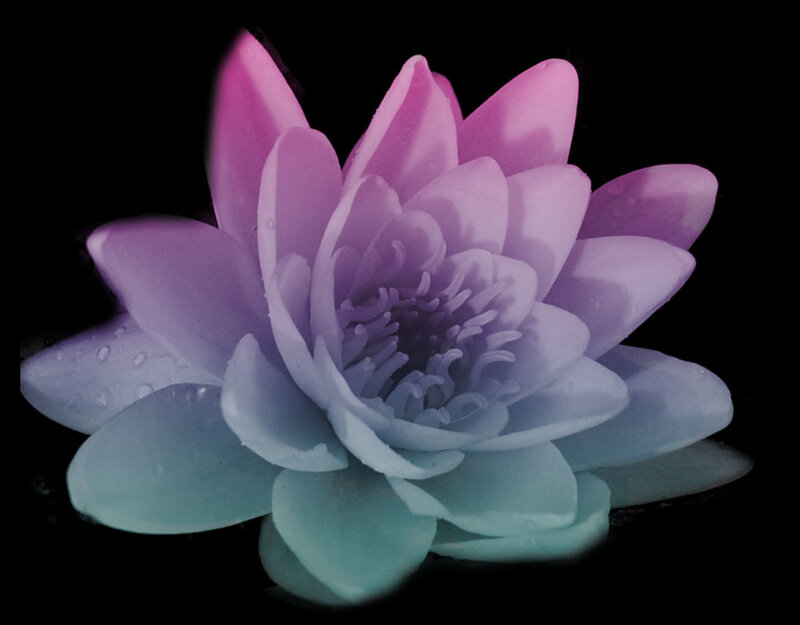 Purple Lotus Flower — Serene, Photograph, Petals, Water Droplets