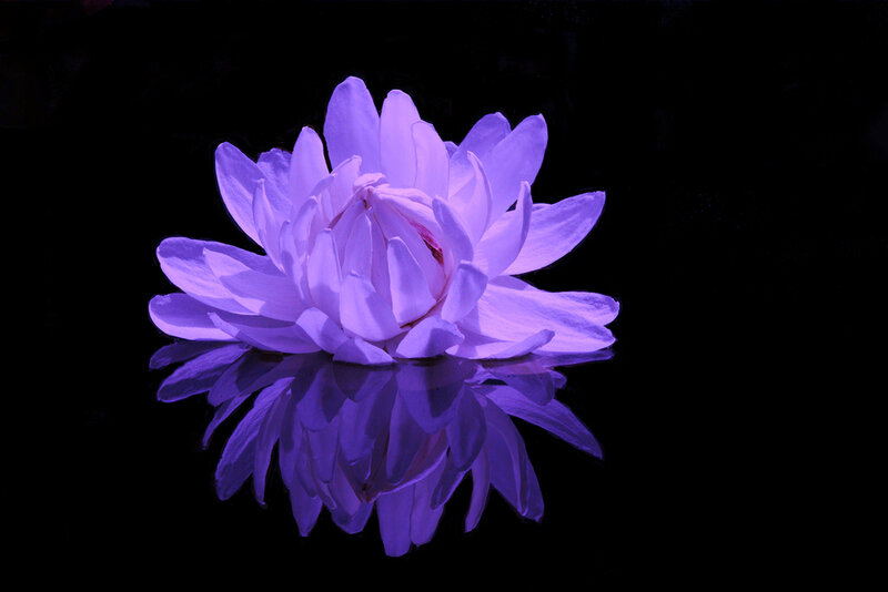 Purple Lotus Flower — Serene, Photograph, Reflection
